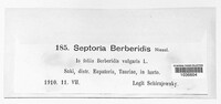 Septoria berberidis image